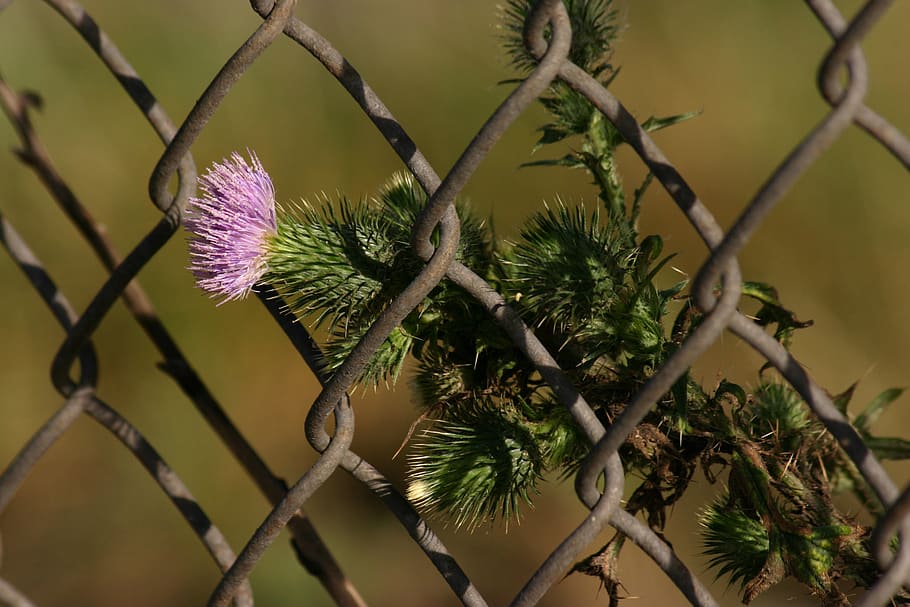 thistle, milk thistle, weed, botanical, herbal, fence, chain link fence, plant, growth, beauty in nature