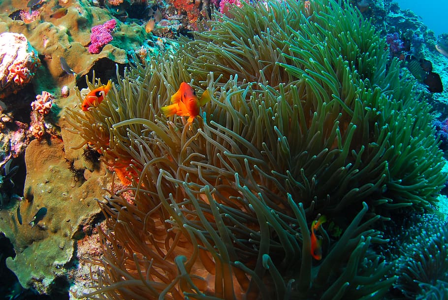 green seaweeds, diving, underwater, sea, scuba, animals in the wild, animal themes, animal, animal wildlife, sea life