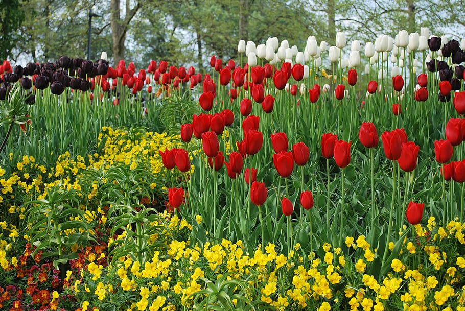 flowers, tulips, red flowers, yellow flowers, white flowers, purple flowers, garden, lake constance, germany, flower