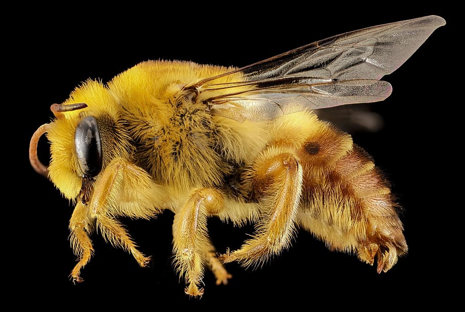 꿀벌 일러스트, 미장 꿀벌, 곤충, 매크로, 프로필, 야생 생물, 자연, 닫다, 날개, 장착