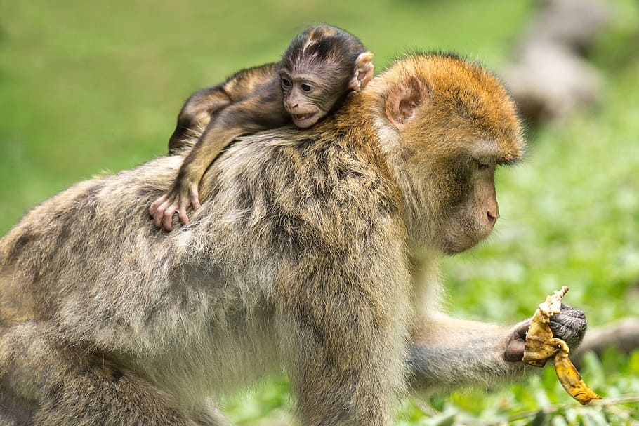selectivo, fotografía de enfoque, primate, tenencia, plátano, cáscara, animal joven, mono, mono berberisco, mamífero