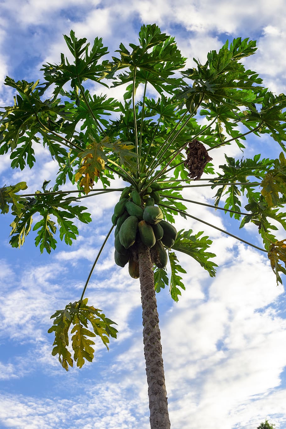 papaya, frutas de papaya, tropicales, ramas, tronco, naturaleza, orgánico, medio ambiente, árbol, hojas