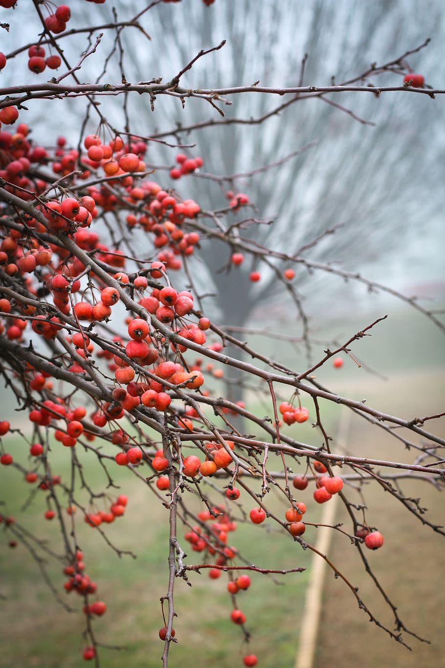 golden apple, winter, berry, red, fruit, healthy eating, food and drink, food, tree, plant