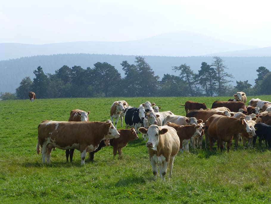 cattle, simmental, scotland, cow, farm, farming, livestock, rural, agriculture, bovine