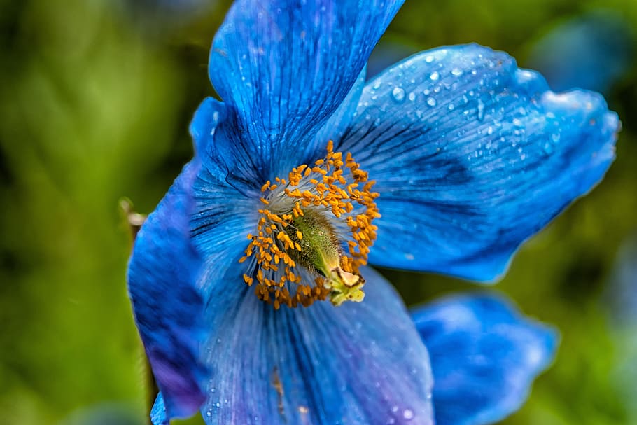 selective, focus photography, blue, anemone flower, green leaf, petal, flower, blue poppy, poppy, translucent poppy