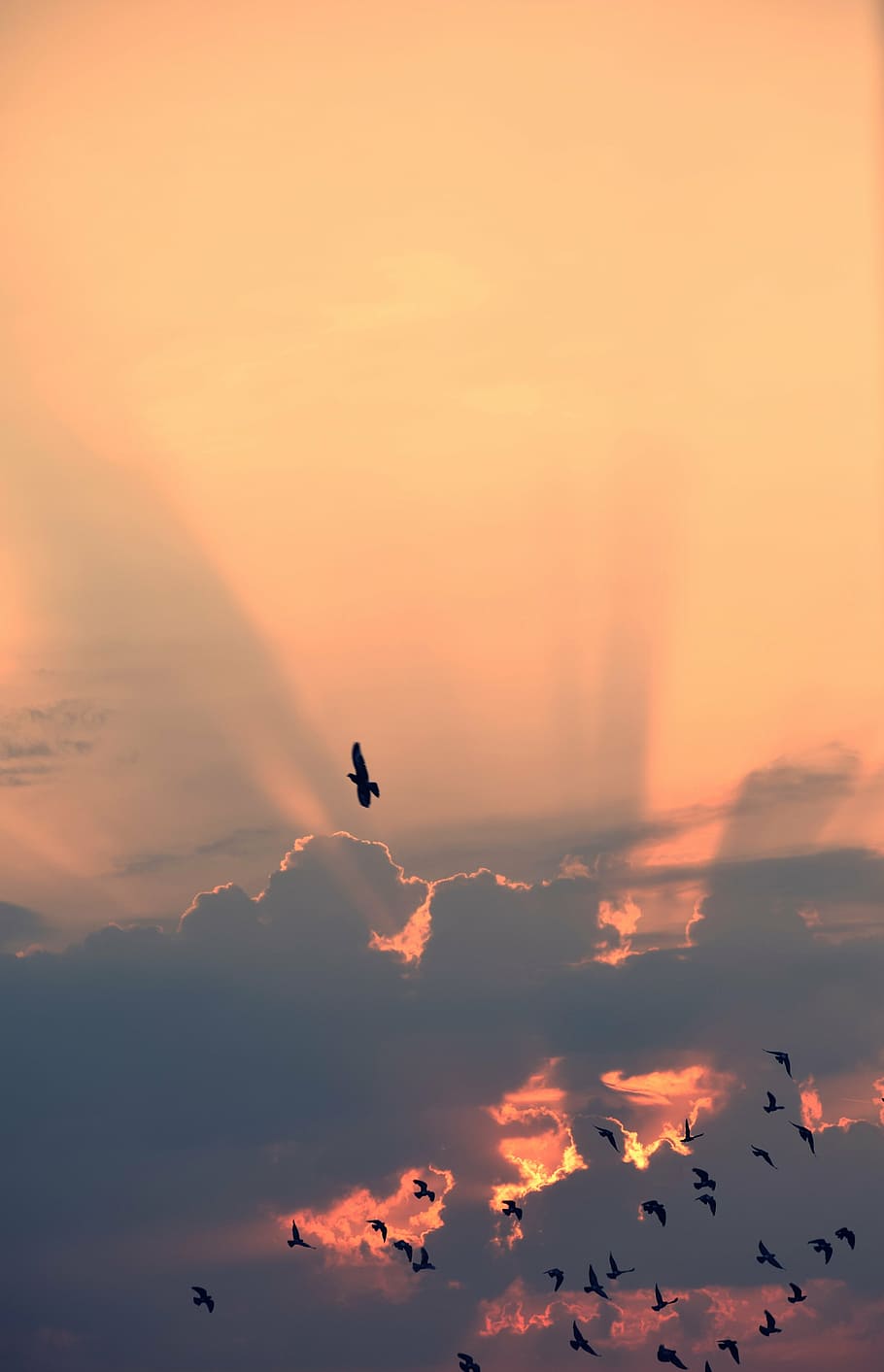 baixo, fotografia de ângulo, rebanho, silhueta, pássaros, voador, nuvens, nuvem, luz do sol, céu