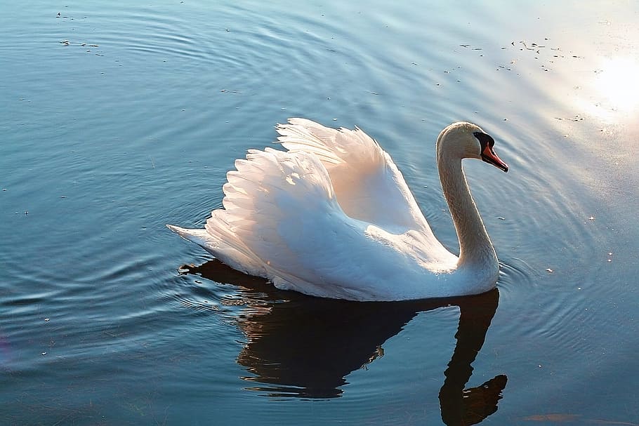 white, swan, river, white swan, lake, swans, bird, nature, water, landscape