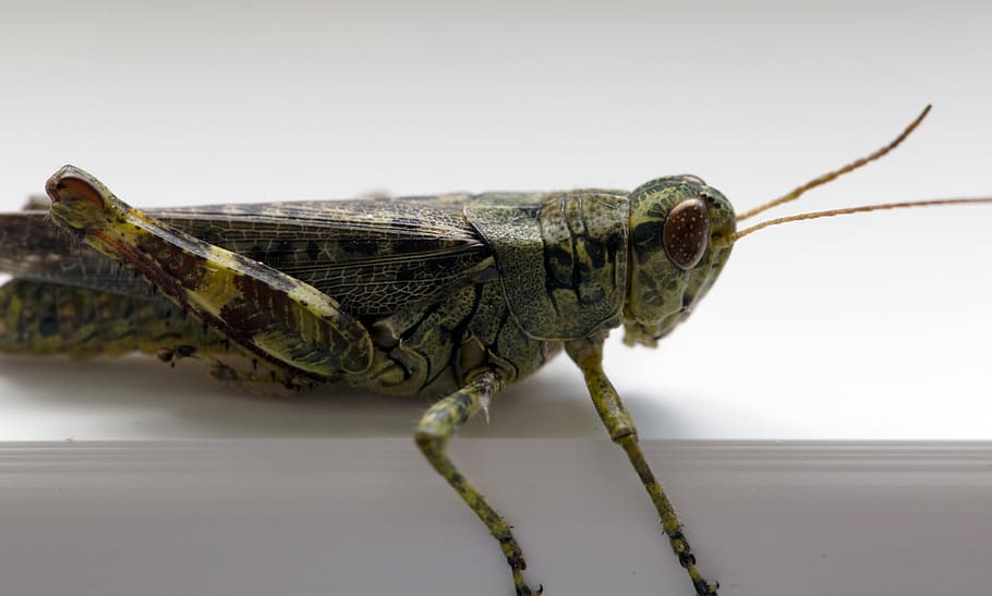 grasshopper, macro, close up, insect, bug, nature, cricket, wildlife, antenna, green