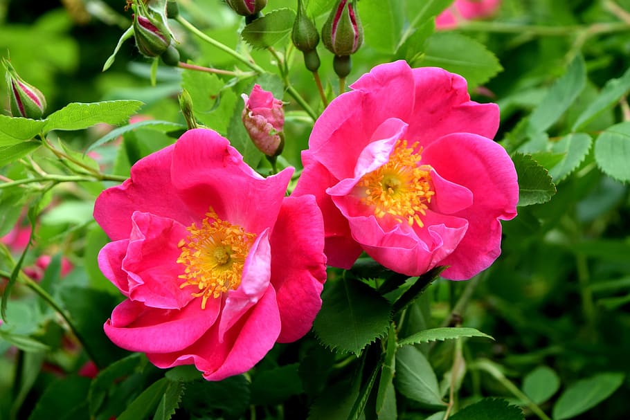 ピンクのバラ, バラの茂み, 咲く, 庭, 開花植物, 花, 植物, 自然の美しさ, 鮮度, もろさ