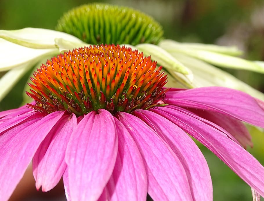 echinacea, wildlife friendly, perrennial, flower, flowering plant, close-up, fragility, vulnerability, beauty in nature, growth
