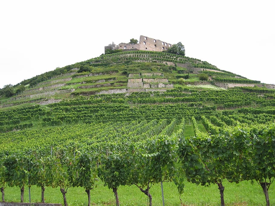 Viñedos, ruina, castillo, vino, vides, vid, viñedo, viticultura, verde, pendiente