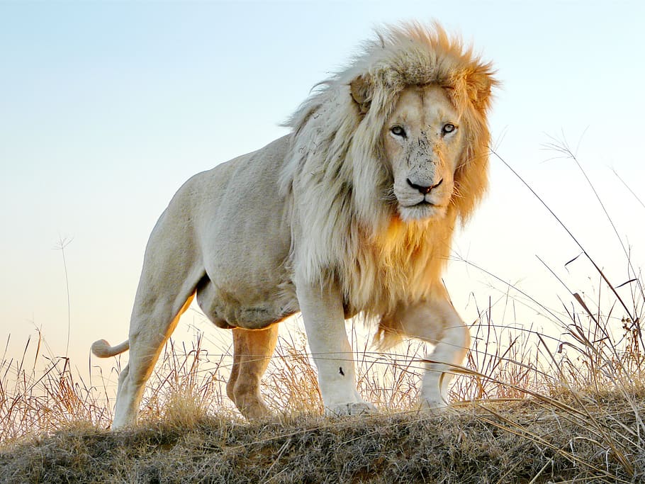 león macho, machos, gato grande, vida silvestre, rey, el rey león, león, áfrica, melena de león, gato montés