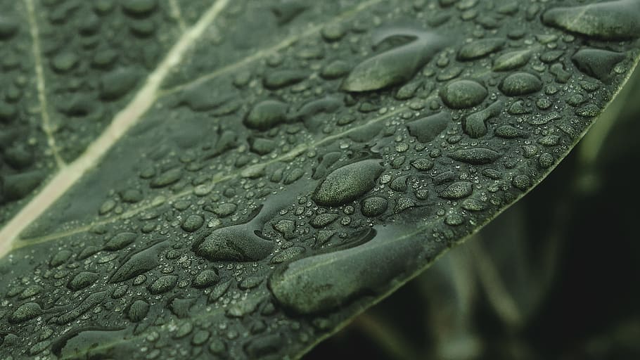 leaves, wet, rain, close up, leaf vein, water drops, nature, green, natural pattern, water