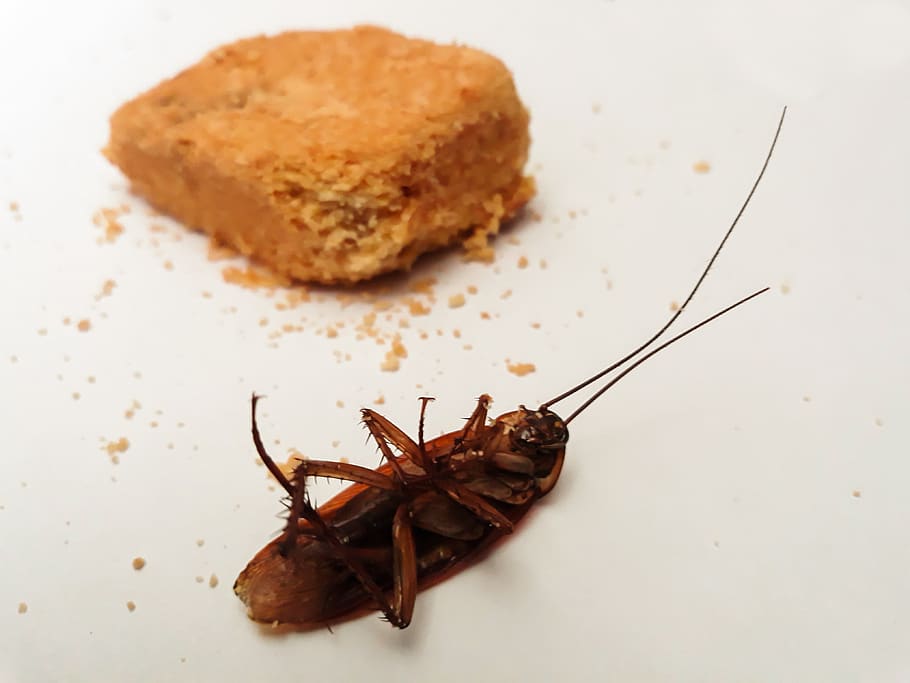 cockroach, animal, closeup, dessert, dinner, dirty, disease, eat, food, healty