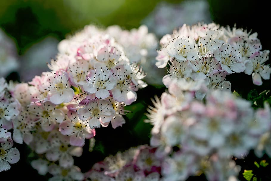 blanca, rosada, flores peladas, naturaleza, plantas, flores, pétalos, floración, planta, primavera