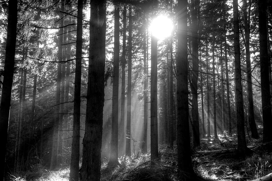 grayscale photography, sun rays, trees, Forest, Szklarska Poręba, Poland, krkonoše giant mountains, mountain trekking, tree, mountains