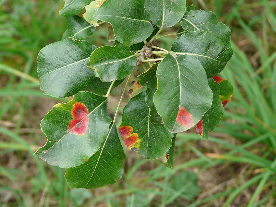 birnbaum leaves, pear, disease, infestation, ill, gymnosporangium fuscum, gymnosporangium sabinae, rust fungus, uredinales, mushroom