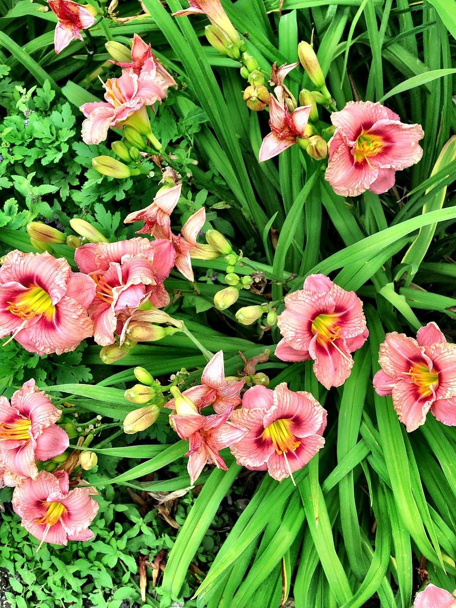 Flores, Blue Ridge, Carolina del Norte, verano, planta, flor, floración,  paisaje, primavera, naturaleza | Pxfuel