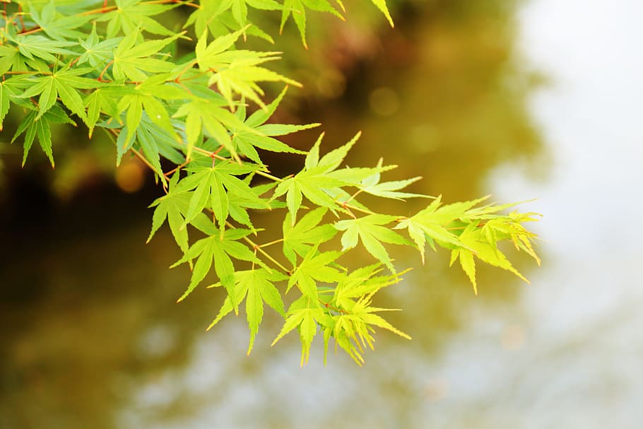 Scenery, Macro, Summer, the scenery, acer palmatum, leaf, green color, nature, plant, beauty in nature