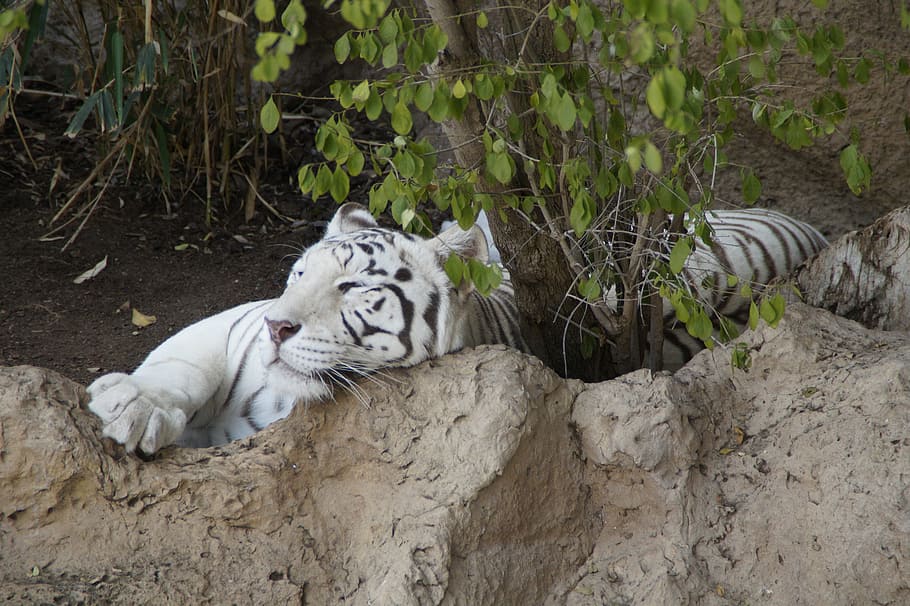 tigre, tigre blanco, tigre de sumatra, depredador, gato, gato montés, gato grande, blanco, tigre rey blanco, peligroso