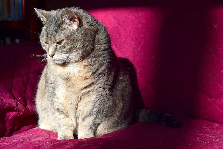 short-furred, gray, cat, sitting, pink, sofa, sunlight, couch, animal, domestic