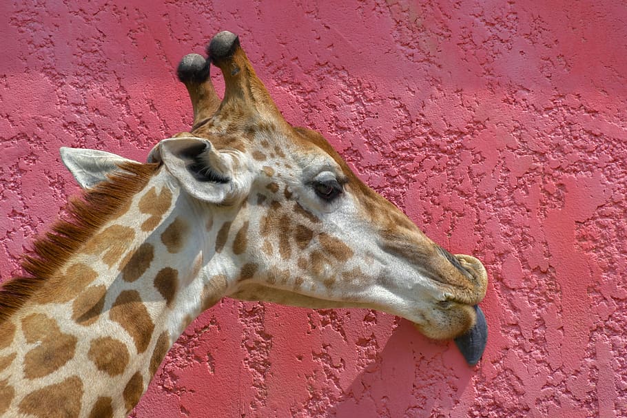 giraffe licking wall, giraffe, head, language, lick, wall, pink, colorful, animal, mammal