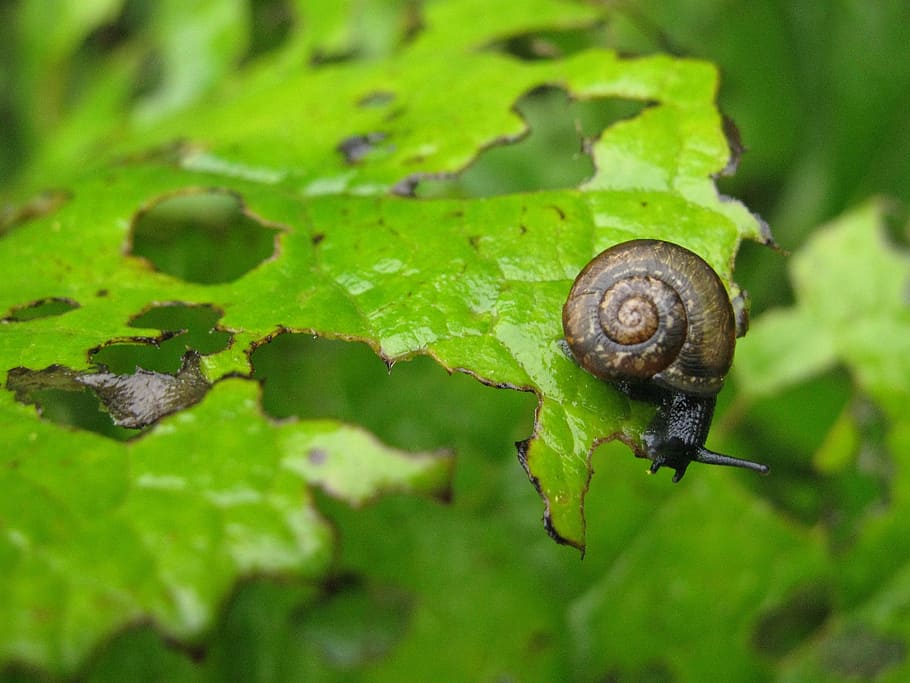arianta arbustorum, snail eating plant, garden pest, helicidae, snail, animal, mollusc, nature, summer, brown conch