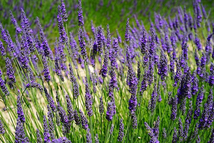 Lavender, Flowers, Field, blue, lavender field, lavender blossom, lavender cultivation, agriculture, purple, wild plant