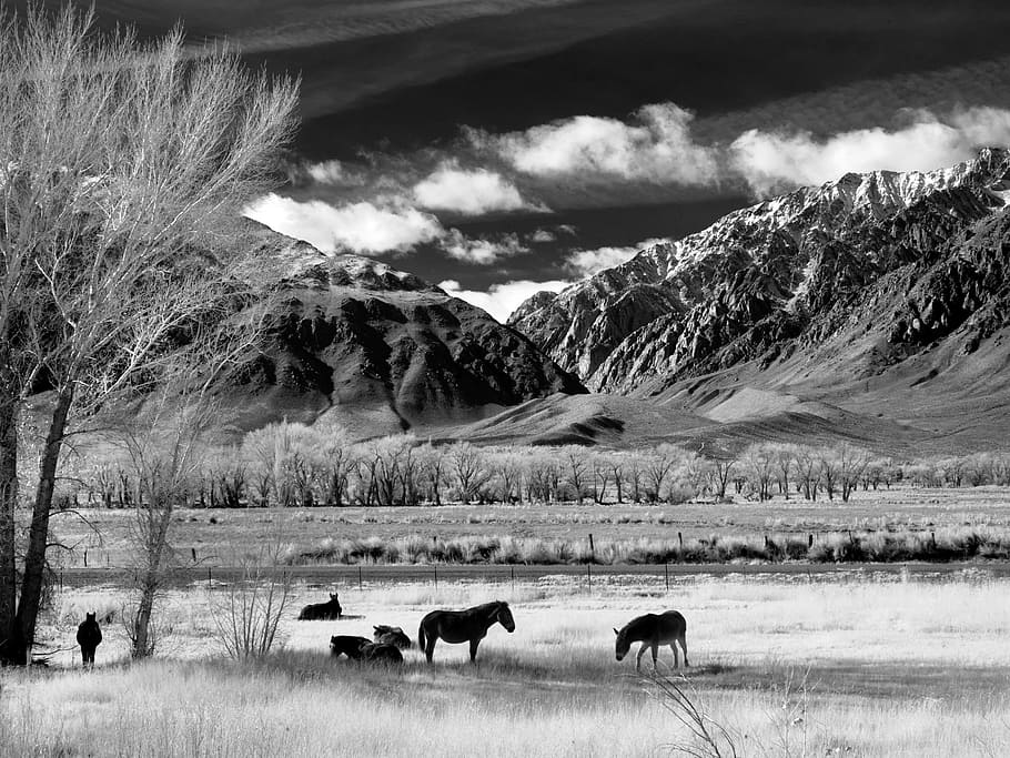 grey, scale photo, animals, mountains, trees, grey scale, horses, horse pasture, pasture, graze