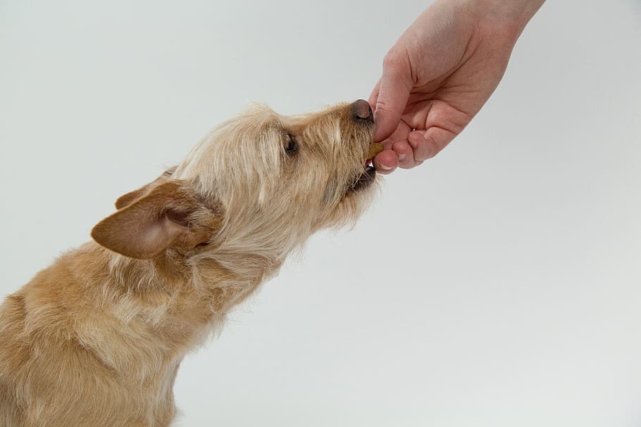 wire haired, brown, dog, white, background, eat, biscuit, reward, pets, one animal