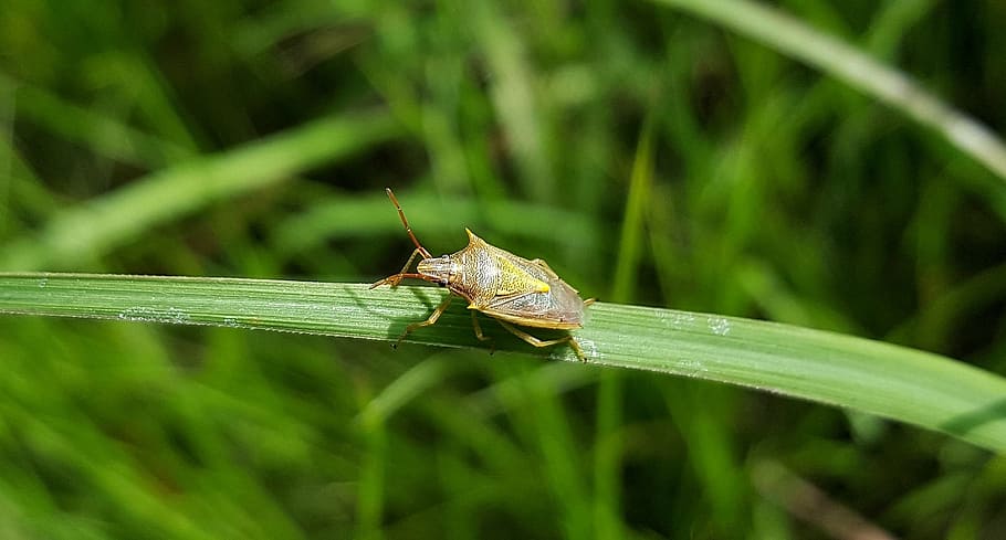 beetle, bug, stink bug, rice stink bug, insect, insectoid, creature, nature, close up, grass