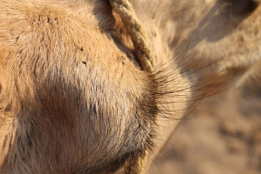 camel, tunis, eye lashes, close up, animal, desert, transport, animal themes, mammal, one animal