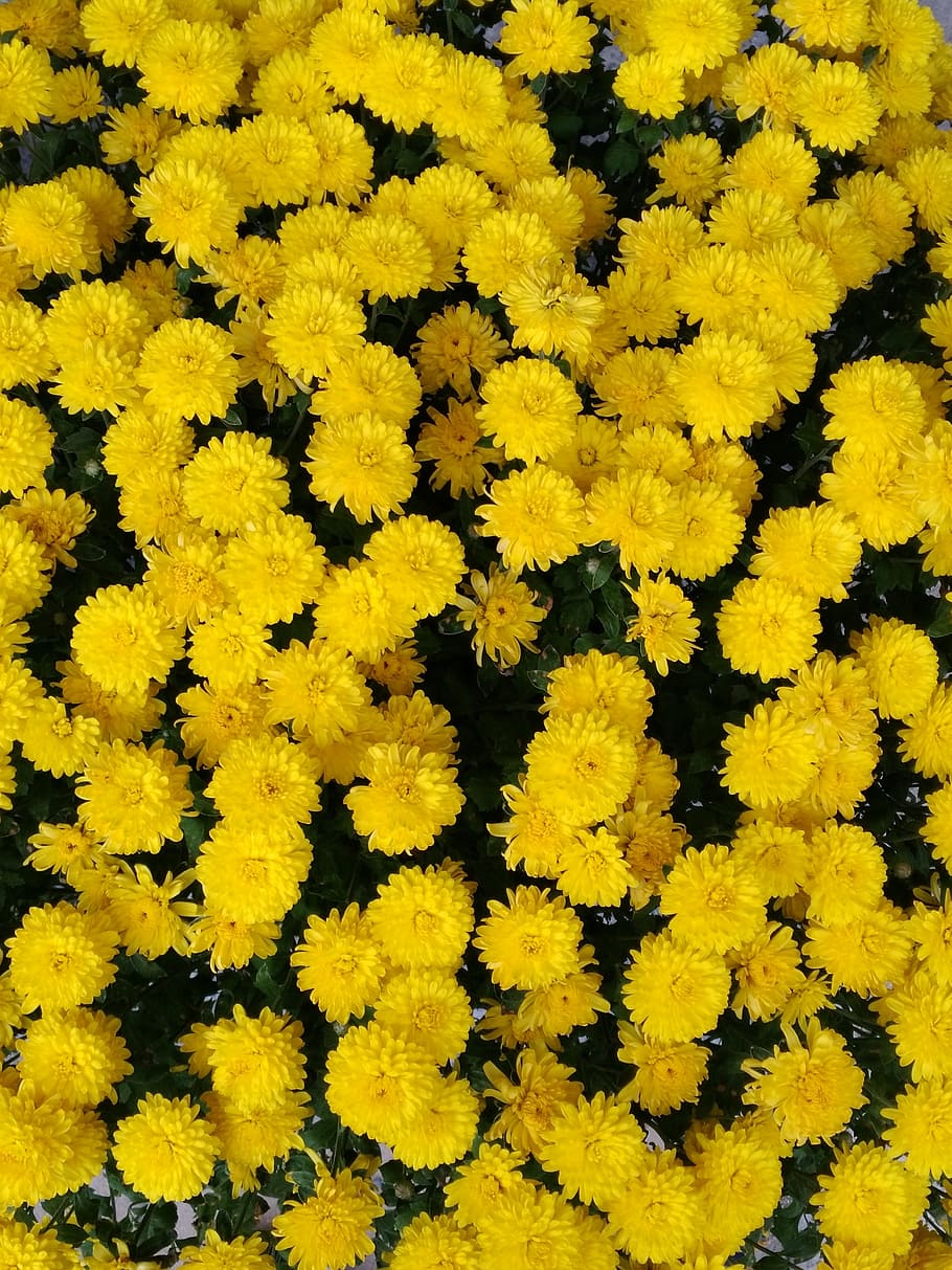 yellow, chrysanthemum, pixar bay, men and women for, freshness, beauty in nature, flower, flower head, plant, flowering plant