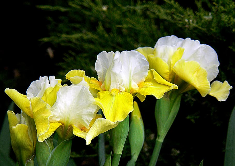 Íris, flores de pétalas brancas e amarelas, planta, flor, crescimento, fragilidade, beleza da natureza, pétala, vulnerabilidade, inflorescência