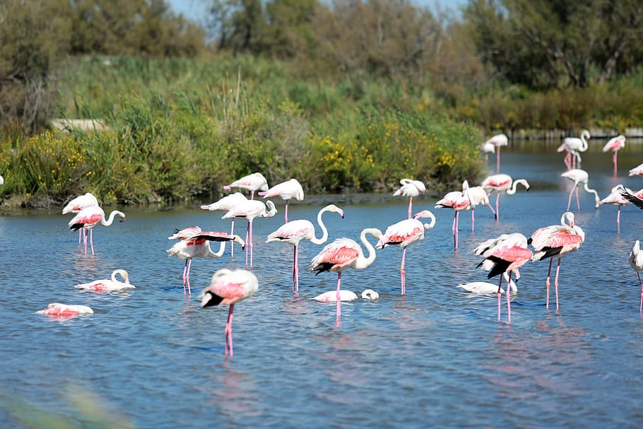 Une, en, Camargue, flamingos, grass, field, daytime, animals in the wild, group of animals, animal wildlife