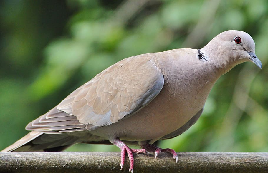 Dove, Collared, Bird, City, City Pigeon, bird, foraging, poultry, garden, animal, nature