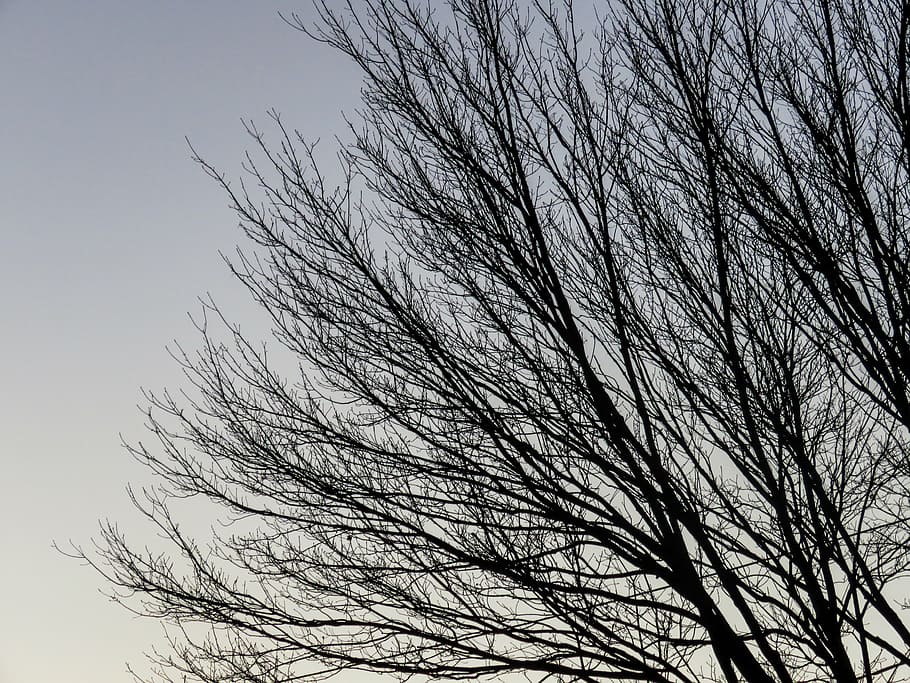 bare tree, silhouette, tree, without, leaves, sunrise, trees, branches, sky, branch