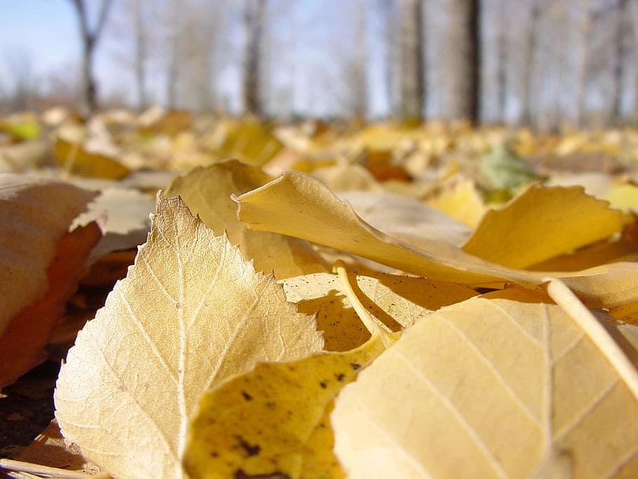 葉 黄色 自然 マクロ 黄色の葉 秋 リストパド ポプラの葉 食べ物と飲み物 食べ物 Pxfuel