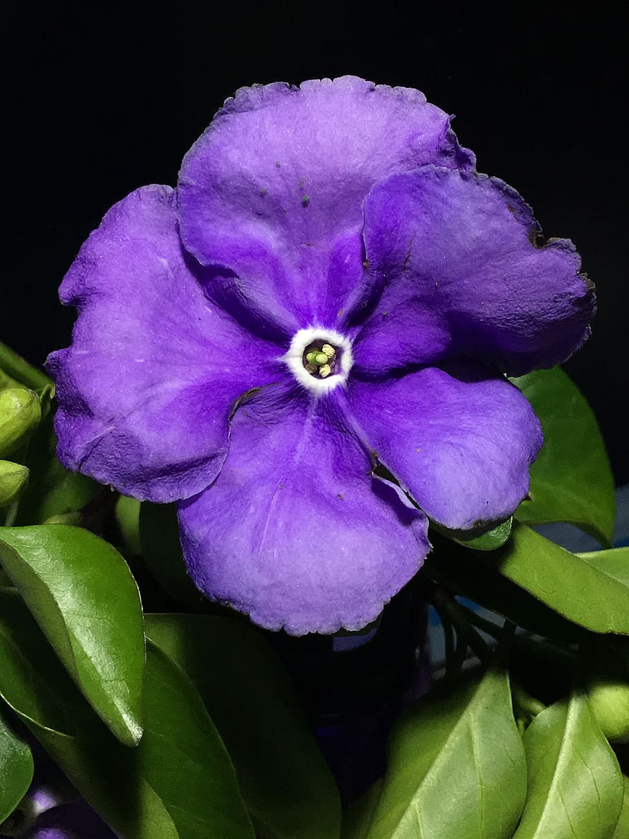 jazmín, flor violeta, pétalos azules, color, pétalo, verde, flor, jardín,  violeta, primavera | Pxfuel