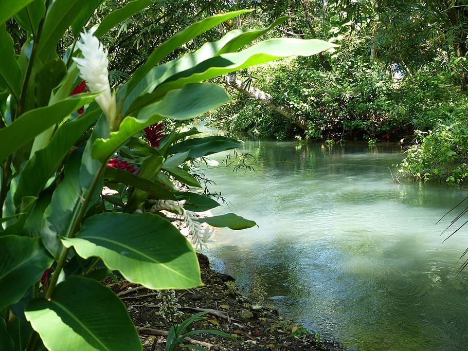 body, water, surrounded, green, plants, River, Jamaica, Green, Plant, plant, frenchmans cove