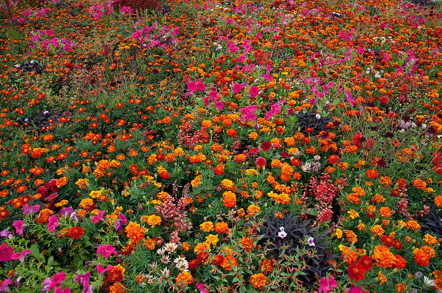 tagetes, bunga, mekar, musim panas, bunga musim panas, oranye, kuning, berwarna-warni, acara hortikultura federal Jerman, acara taman negara
