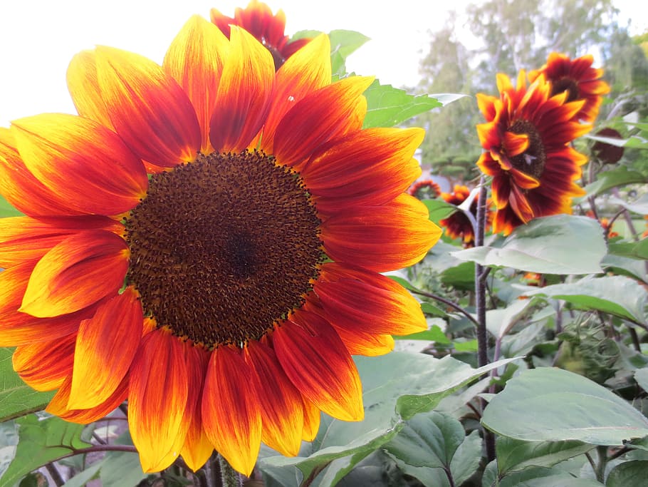 Sunflower, Flower, Orange, Nature, floral, yellow, summer, plant, natural,  bright | Pxfuel