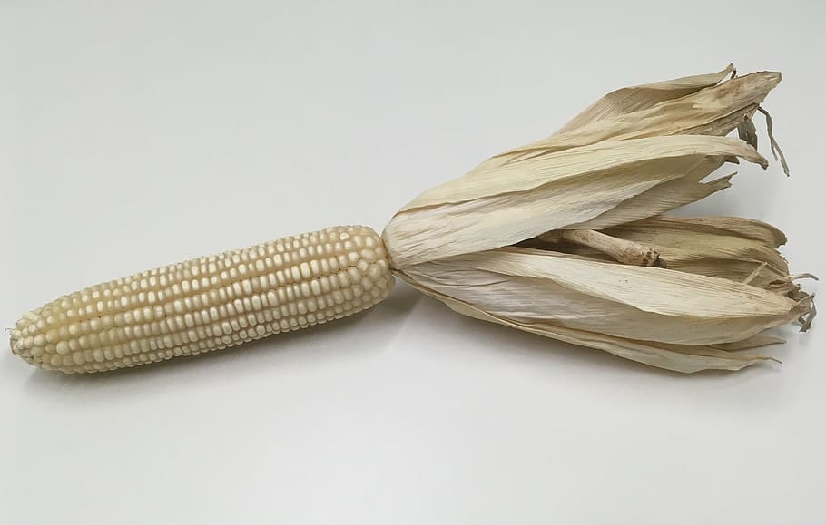 corn, corncob, food, maize, kernel, white, grain, crop, ear, husk