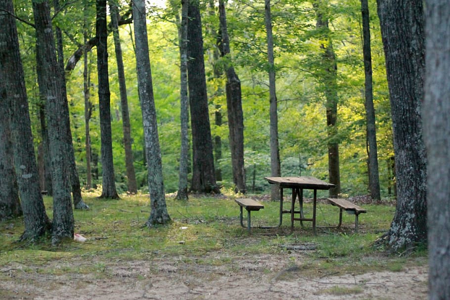 brown, wooden, picnic table, black, trees, table, woods, soft focus, picnic, nature
