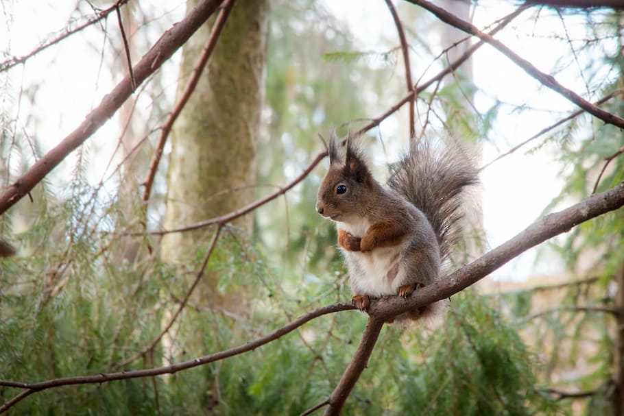 brown, squirrel, sitting, tree branch, forest, tree, animal, finnish, nature, nature photo