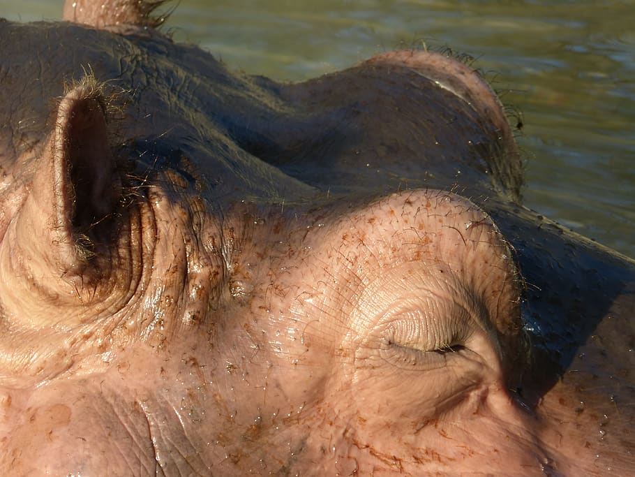 hippopotamus, submerged, water, mammal, hard, large, massive, eye, nature, animals in the wild
