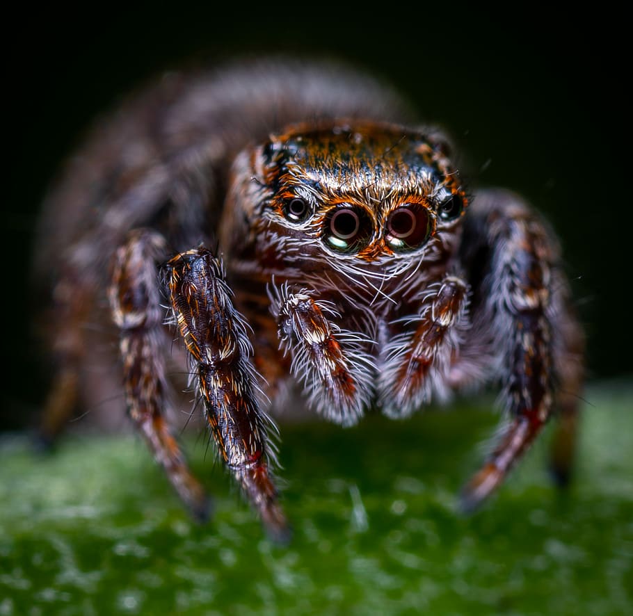 laba-laba, arakhnida, bespozvonochnoe, pembalap laba-laba, makro, tema binatang, hewan, margasatwa, hewan di alam bebas, artropoda