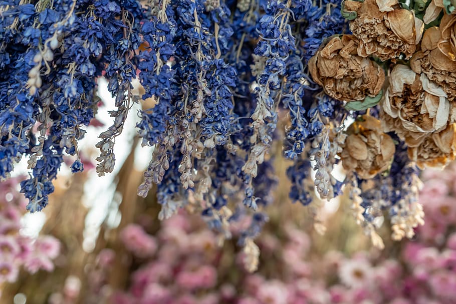 flowers, dried, flower market, amsterdam, lavender, botany, colorful, roses, close-up, selective focus