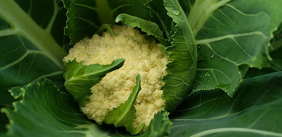 vegetable, garden, cauliflower, food, organic, agriculture, leaf, plant part, food and drink, healthy eating