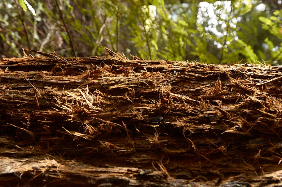 Redwood, hutan, pohon, jatuh, kulit, California, hijau, coklat, Nasional, lanskap